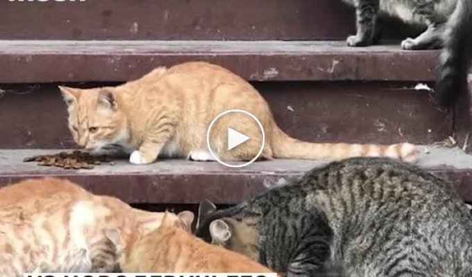 Из Новодевичьего монастыря выгоняют котов