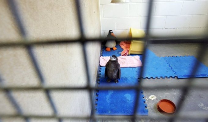 Пингвиненок и его друг (5 фото)