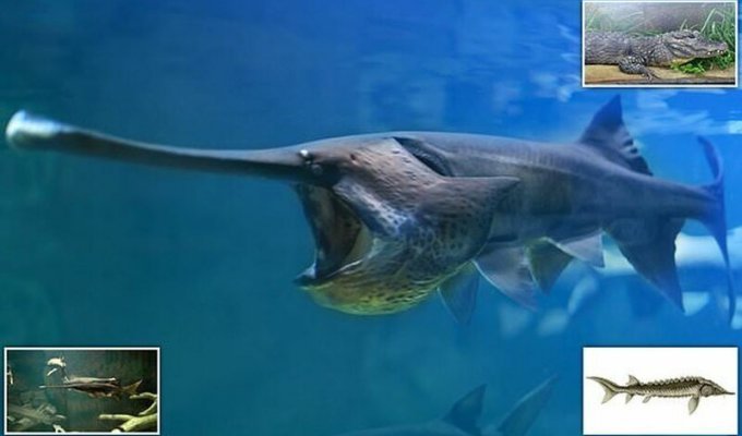 Гигантская рыба из реки Янцзы исчезла с лица Земли (3 фото)
