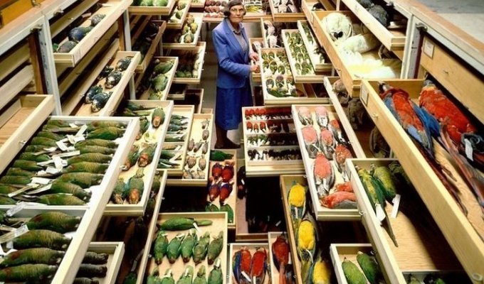 Удивительная коллекция Смитсоновского Национального музея естественной истории (12 фото)
