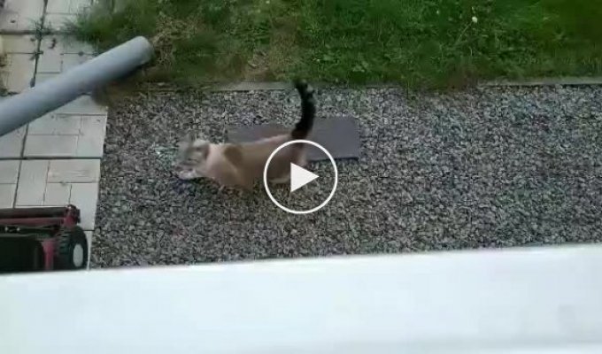 Этот кот не слышал ничего про гравитацию