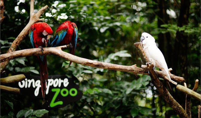 Самый открытый зоопарк мира (32 фото)