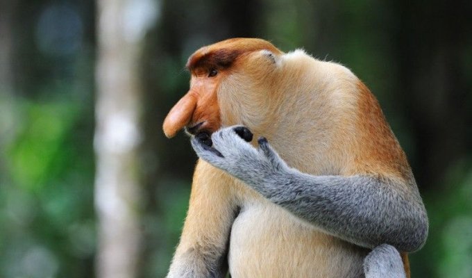 Эмоциональные обезьяны-носачи (10 фото)
