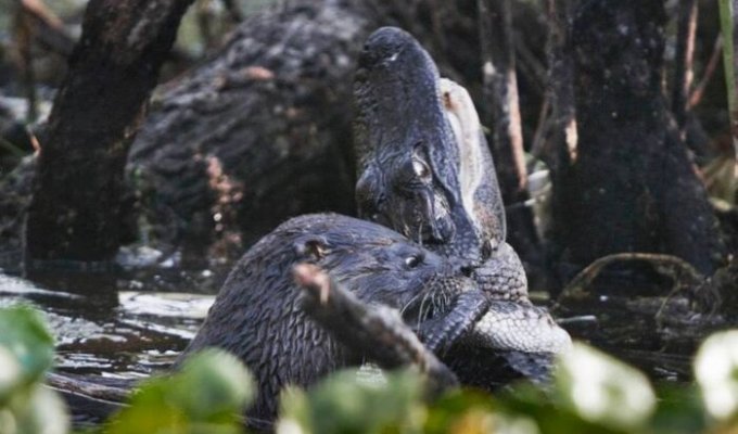 Схватка выдры и крокодила: кто кем пообедает? (10 фото)