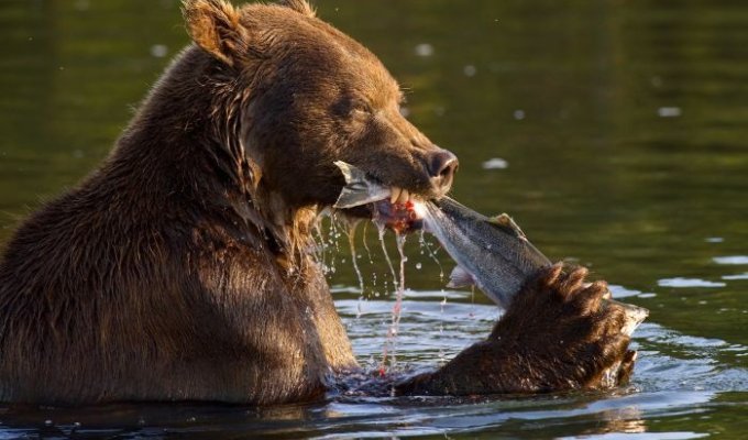 Медвежья рыбалка (16 фото)