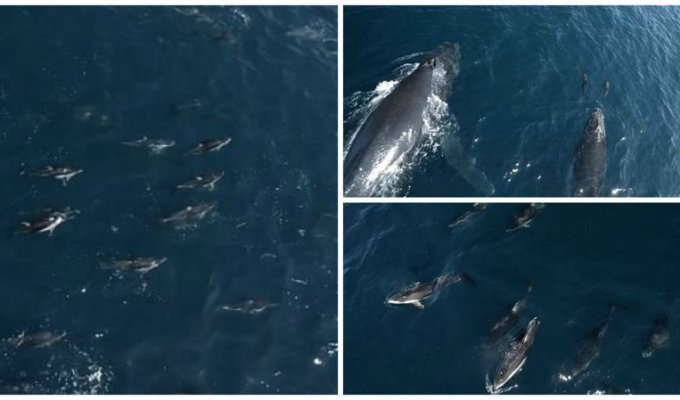 1500 дельфинов-серферов (5 фото + 1 видео)