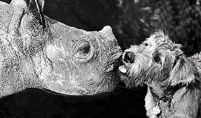 Домашний носорог (12 фотографий)