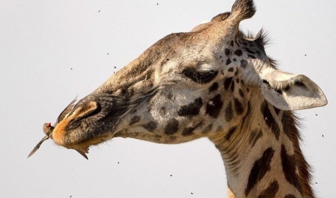 Жираф на приеме у крылатого стоматолога (7 фото)