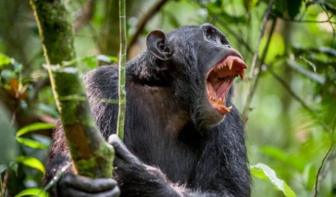 Максимально близко к восстанию обезьян: в Уганде шимпанзе объявили войну людям (6 фото)