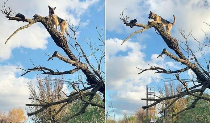 Немецкая овчарка застряла на дереве после погони за кошкой (6 фото)