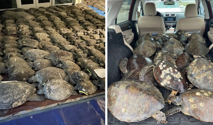Жители Техаса спасли более 4 000 замерзших морских черепах (13 фото + 1 видео)