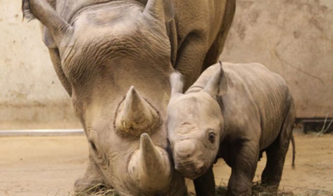 В зоопарке Сент-Луиса родился детеныш черного носорога (5 фото)