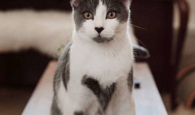 Самый «сердечный» кот (4 фото)