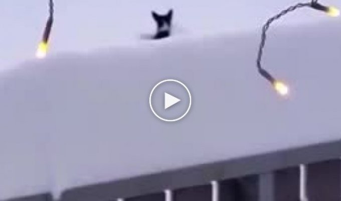 Котик попал в снеговой плен и друг ему помог