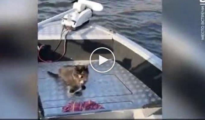Рыбаки спасли двух истощённых котов, плывущих по реке