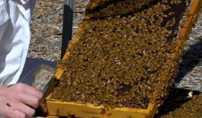 Ученые предложили использовать пчелиный яд для лечения рака груди (2 фото)
