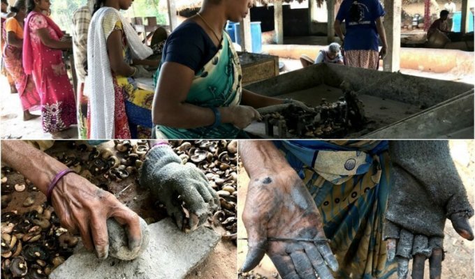 Индийские женщины платят сожженными руками за нашу любовь к кешью (13 фото)