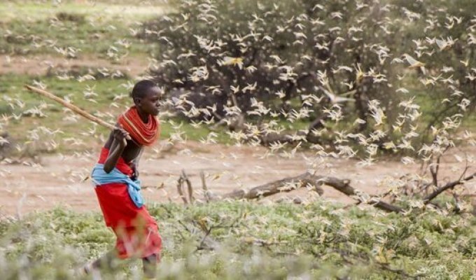 Небывалое нашествие саранчи в 60 странах: возможен голод «библейских масштабов» (3 фото)