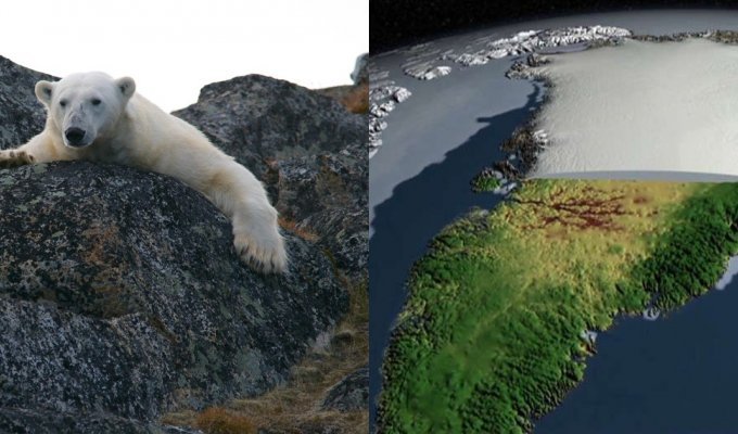 Белые медведи адаптируются к отсутствию снега (5 фото)