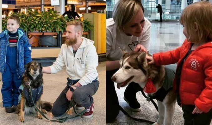 В Домодедово собаки помогли пассажирам снять предполетный стресс (14 фото)