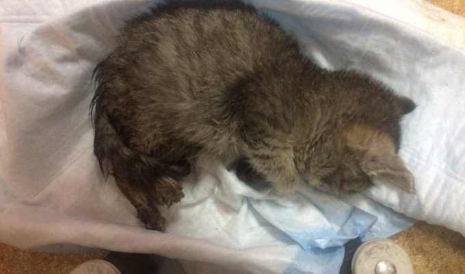 Новосибирец спас замершего котенка из-под колес автомобиля (4 фото + 1 видео)