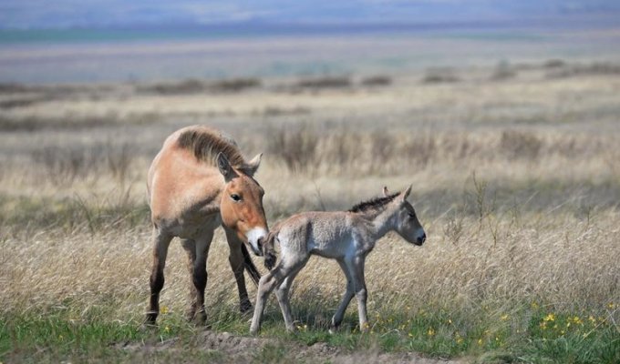 Первый жеребенок лошади Пржевальского появился на свет под Оренбургом (5 фото)