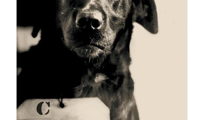 Как пёс по кличке Пеп в 20-е годы был приговорен к пожизненному заключению (3 фото)