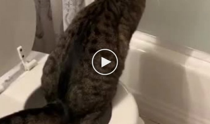 Кот который умеет ходить в туалет как человек