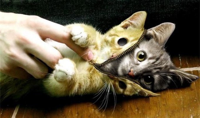  Пособие по фотошоу. Как сделать чехол для кота (10 Фото)