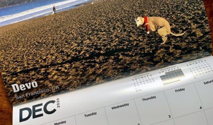 Календарь с гадящими собаками на 2020 год (10 фото)