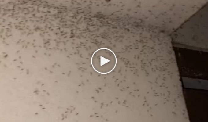 Из-за такого количества комаров в доме придется переезжать