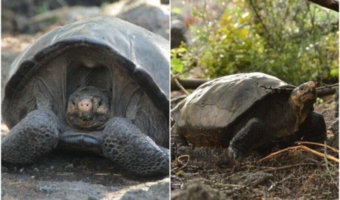 Восставший из мёртвых: найдена черепаха, которая "вымерла" 100 лет назад (5 фото + 1 видео)