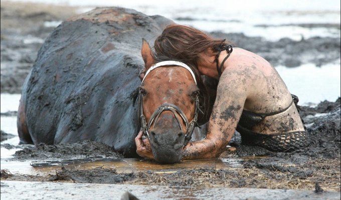 Драма на пляже Спасение лошади (12 фото)