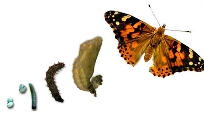 Помнят ли бабочки времена, когда были гусеницами? (4 фото)