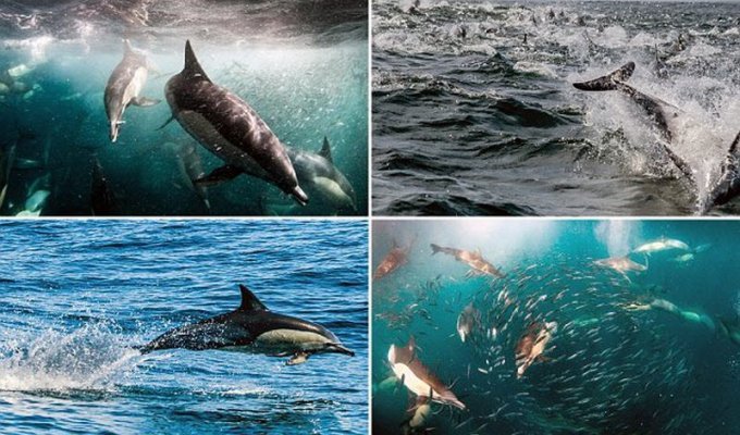 'Шведский стол' для дельфинов (14 фото)