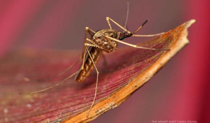 То что вы не знали о комарах (20 фото + 1 видео)