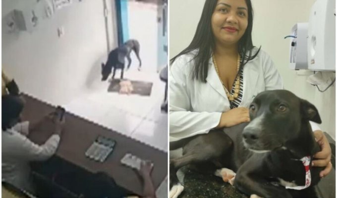 Больной пес с раненой лапой пришел на порог ветклиники (7 фото + 1 видео)