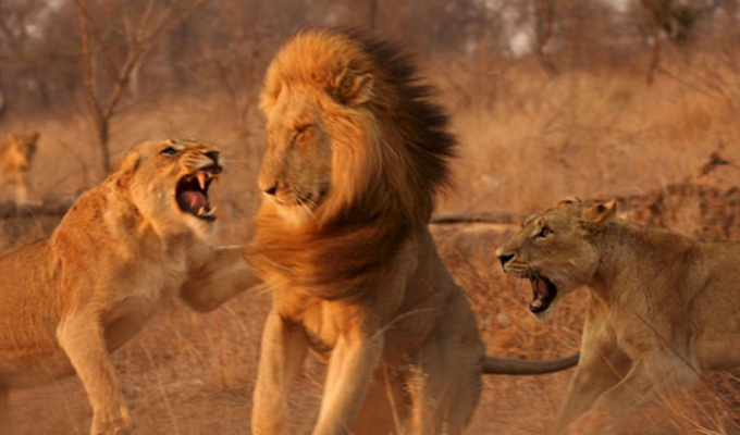 Революция у высших хищников: за что львицы изгоняют львов из прайда? (8 фото)