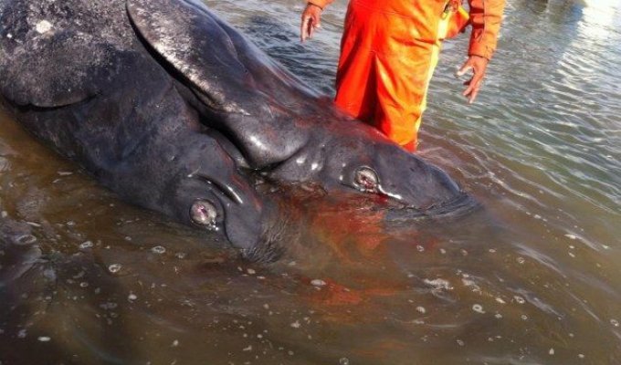 Первые найденные сиамские близнецы среди серых китов (5 фото)
