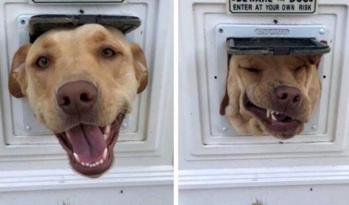 17 собак, которых поставили охранять дом, но они вообще без понятия как это делать (17 фото)