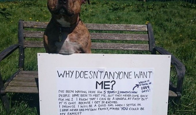 Самая одинокая собака Великобритании станет звездой 5-й части «Трансформеров» (6 фото)
