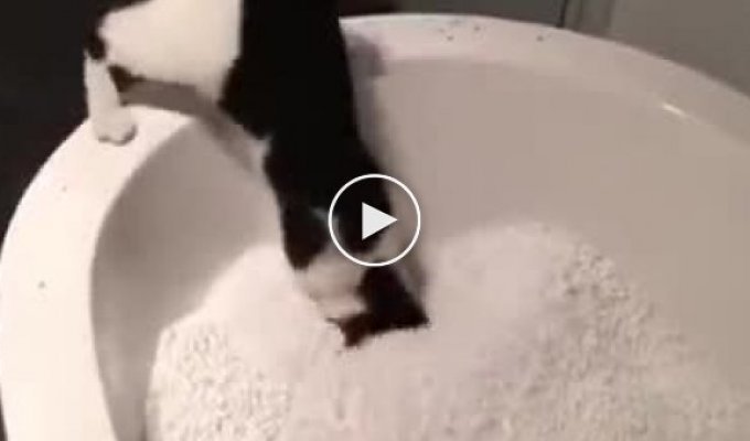Кот и ванна с пенопластовыми шариками
