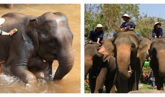 Более 70 слонов  в Таиланде ушли на каникулы (3 фото)