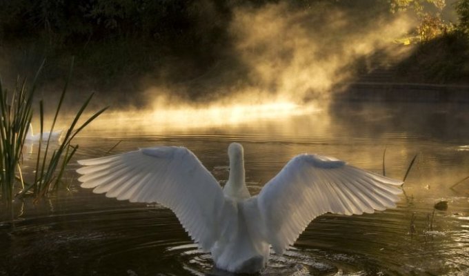 Красивые фотографии лебедей (25 Фото)