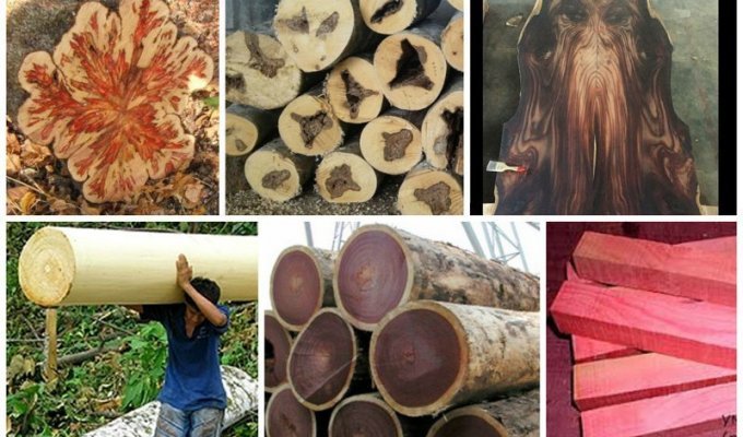  Какие есть варианты древесины и интересные факты о них (32 фото + 1 видео)