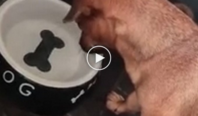 Собака пытается вытащить нарисованную кость со дна своей миски