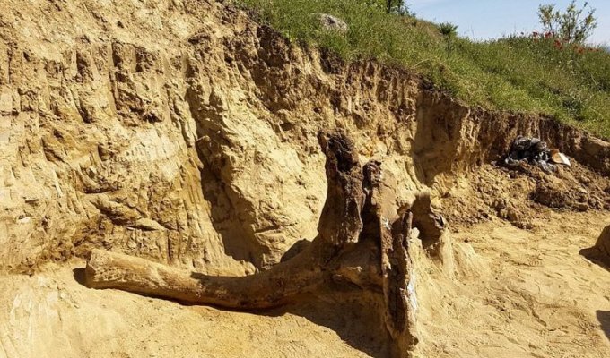 Фермеры наткнулись на останки древнего «слона» (7 фото)