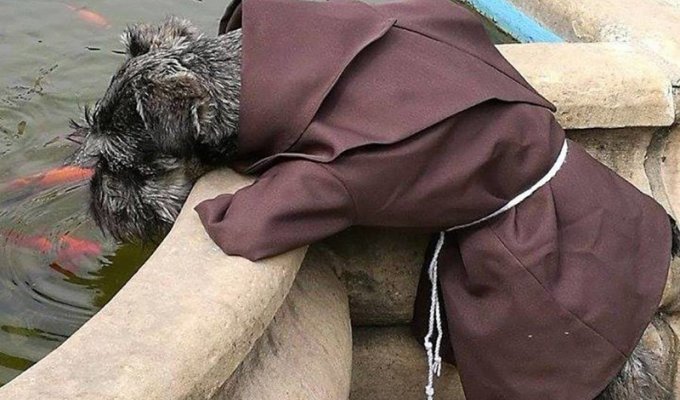 Первая собака-монах, которая живёт в монастыре и наслаждается своей новой просветлённой жизнью (11 фото)