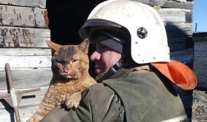 Фото дня: невозмутимый кот из Амурской области, которого вытащили из горящего дома