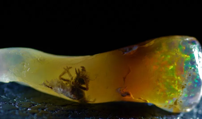 Ученый обнаружил древнее насекомое внутри драгоценного камня (3 фото)